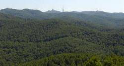 14 entitats impulsen un manifest per prevenir incendis a la serra de Collserola