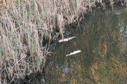 Desenes de peixos morts per anòxia als Aiguamolls de l'Empordà