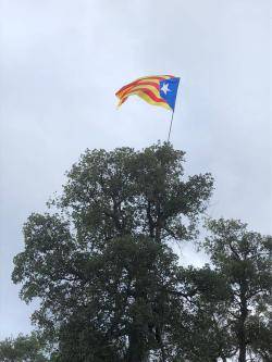 Estelada penjada d'un arbre proper a l'autovia C-65 entre Santa Cristina d'Aro i Llagostera (15/08/2024)