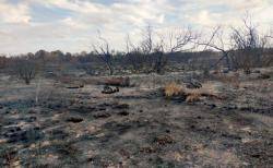 El GOB exigeix mesures per acabar  amb la reiteració d?incendis a s?Albufera de Mallorca